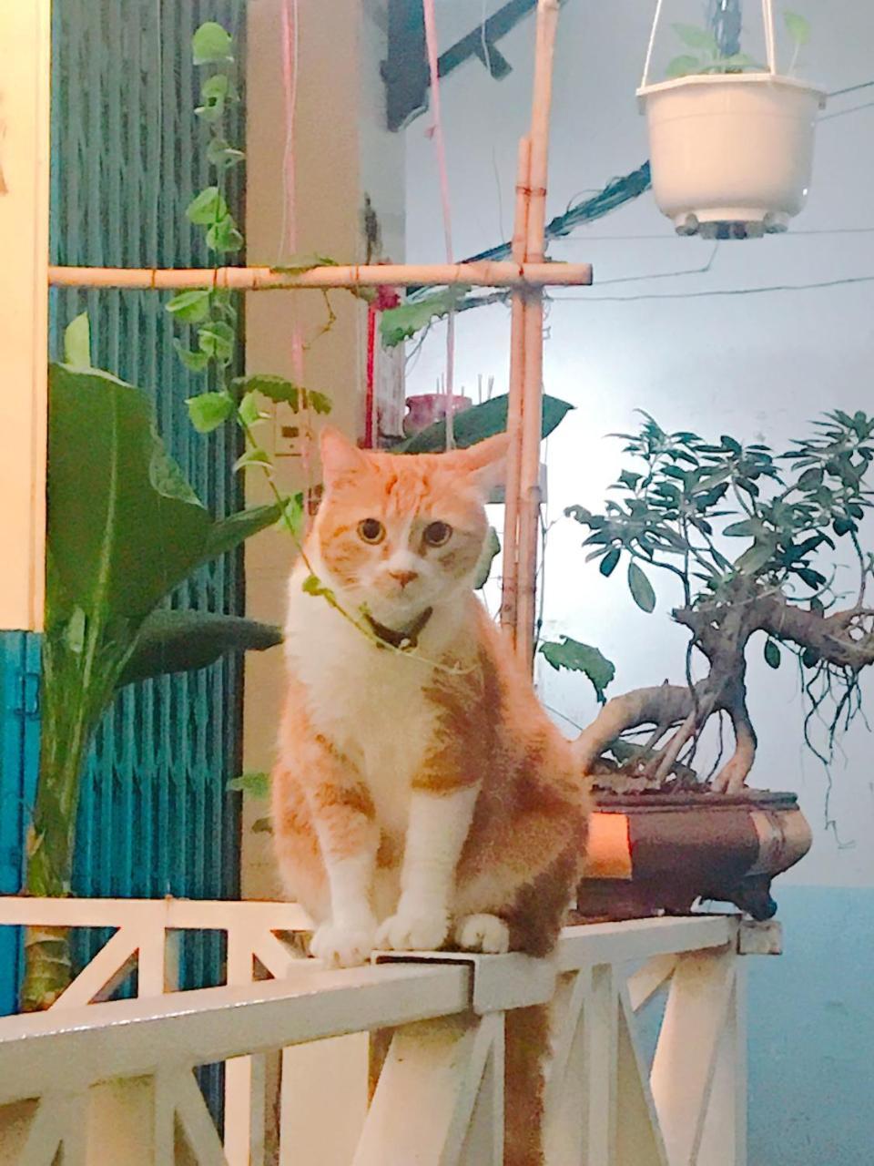 Qcub1 Homestay Ho Chi Minh-byen Eksteriør bilde